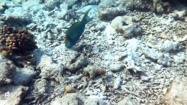 Мальдивы Расду домашний риф снорклинг 12.2022 смотреть онлайн