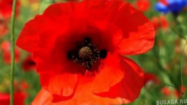 Подари мне маки алые смотреть онлайн