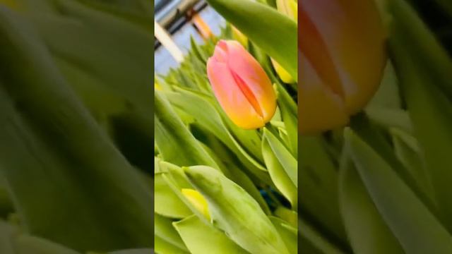 Начало цветения тюльпанов🌷🌷🌷 смотреть онлайн