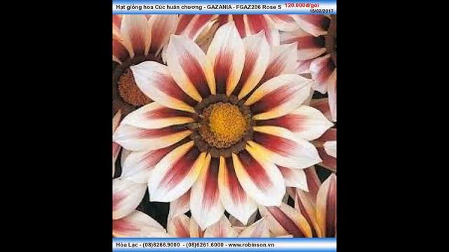 Hạt giống hoa Cúc huân chương - GAZANIA - FGAZ206 смотреть онлайн