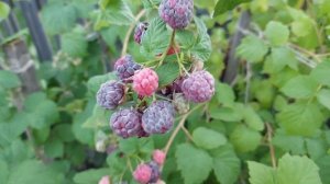 Фиолетовая малина ГЛЕН КОЕ. Без шипов, с растянутым сроком плодоношения и вкусом ежевики.2021 год.