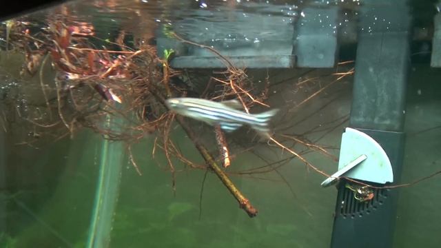 ⟹ Rooting Fig Cuttings | Ficus carica | 4 methods used part 4 смотреть онлайн