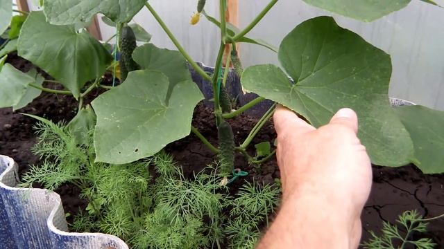 █ ОГУРЦЫ 7 лучших сортов на 25 июня ЭКСПЕРИМЕНТ в Теплице ч. 10 / Дополнительные узлы из Пасинков смотреть онлайн