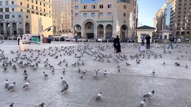 Медина. Голуби. Мечеть Пророка Мухаммада. смотреть онлайн