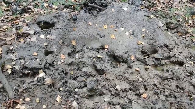 Фотоохота на пестрого дятла смотреть онлайн