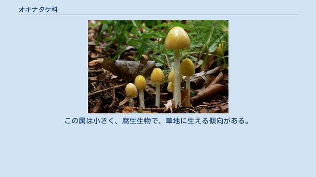 オキナタケ科 смотреть онлайн