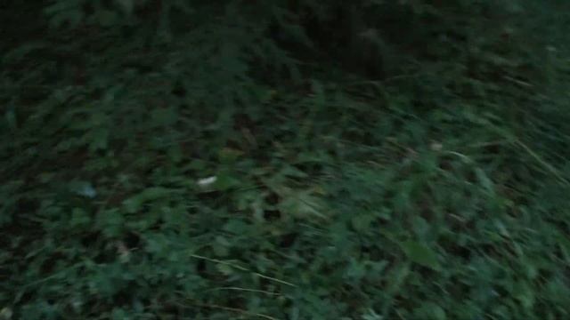 Осень 2018 за грибами часть 1 смотреть онлайн