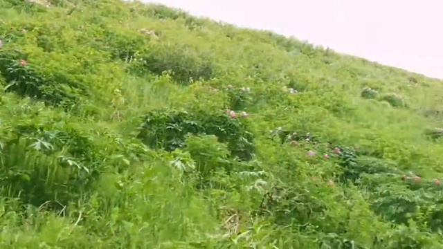 Путешествие по Староавстрийской дороге смотреть онлайн