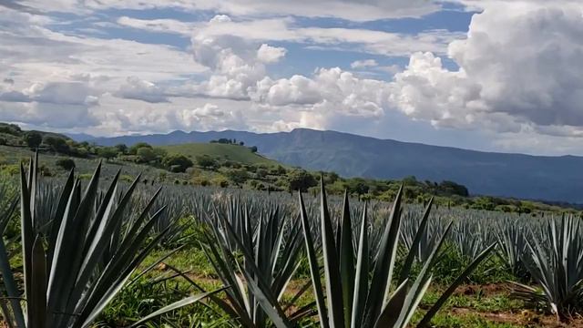Agave Tequilana Weber en los Altos de Jalisco смотреть онлайн