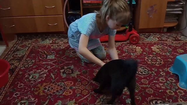 Шипперке. Дрессировка. Shipperke. смотреть онлайн