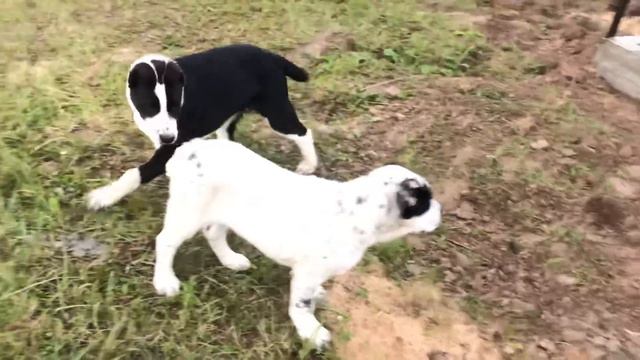 Алабай, Князь Гвидон и Хания Ханум смотреть онлайн