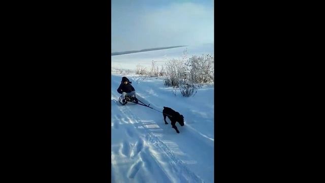 Ягдтерєр. Характер. Мисливська собака. Найкращий друг! Ягдтерьер. Характер. Охотничья собака. смотреть онлайн