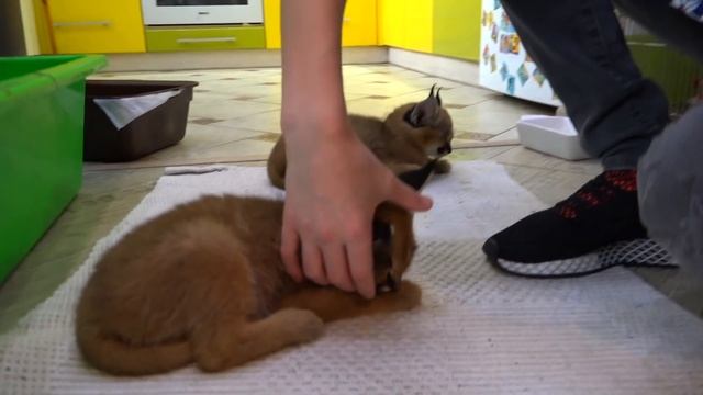 Родители сошли с УМА...Сколько стоит ОБЕЗЬЯНКА? ЧТО с ней делать? смотреть онлайн