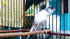 Spanish Timbrado Song For Training