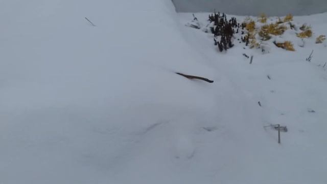 Так зимують мої плющики , котрі ростуть у контейнерах ) смотреть онлайн