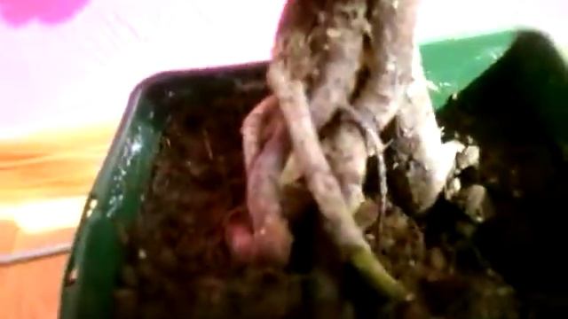 Роза микс красная для дома смотреть онлайн