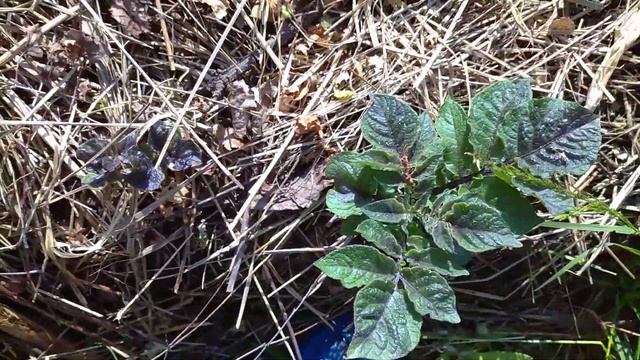 ?Дачные будни. Жизнь насекомых ???. Прудик ??. Картошка взошла. смотреть онлайн