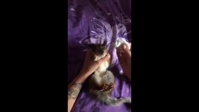 массаж живота бельчонку