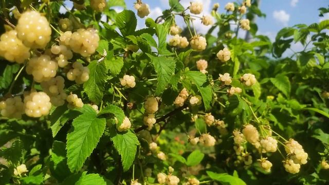 Белая ежевика - СУПЕРСОРТ ИЛИ САМОЕ БОЛЬШОЕ РАЗОЧАРОВАНИЕ??? Саженцы белой ежевики. Садочек. смотреть онлайн