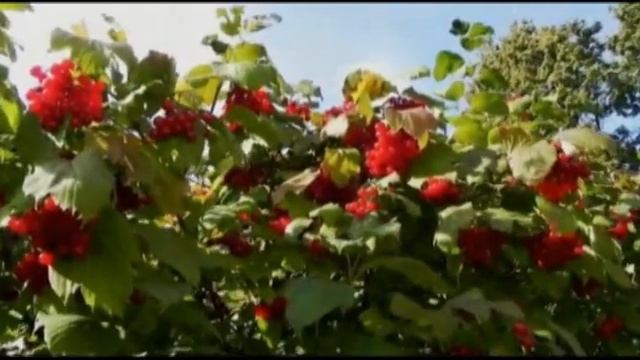 Людмила Зыкина Из истории песни "Калина во ржи" смотреть онлайн