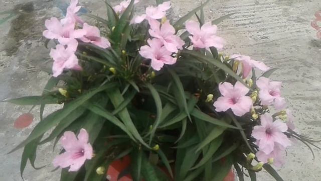 Mexican Petunia Grow And Care .....low Mentioned Hone Sath More Blooming Ke Famous Hai🌸🌸🌸🌸🌸🌸🌸