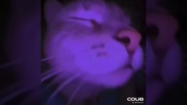 Cute Cat Cut.mp4