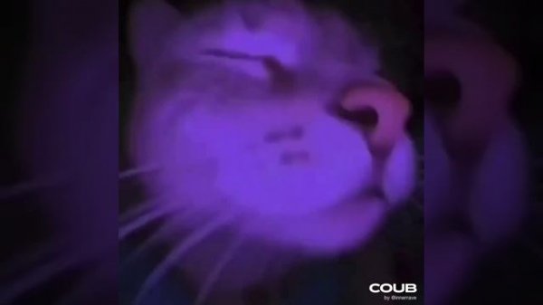 Cute Cat Cut.mp4