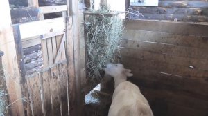 Кормушка для козы своими руками.