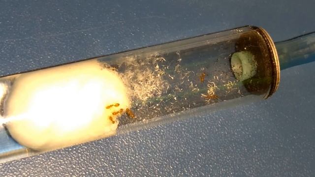Monomorium Pharaonis. Prawdziwa Fabryka Ants Factory.