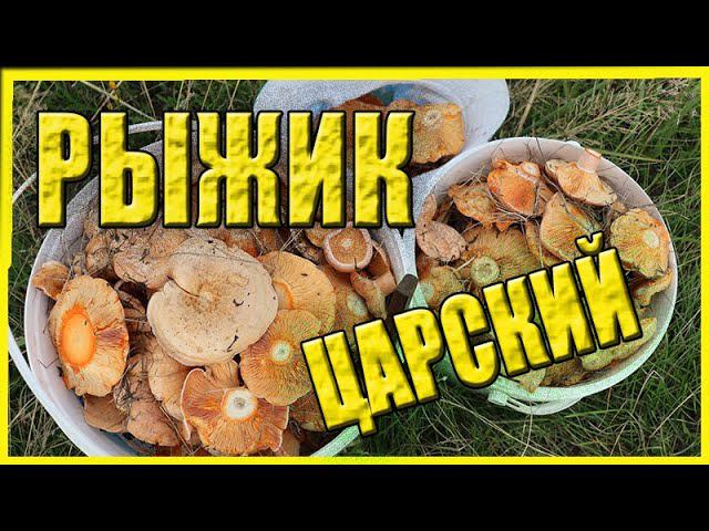 В лес по рыжики Собираем на четвереньках Грибов много смотреть онлайн