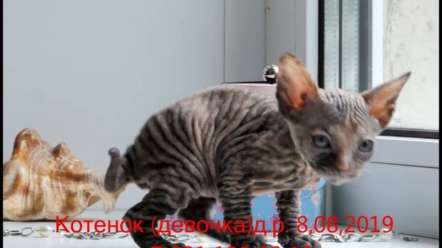 продаются котята донского сфинкса смотреть онлайн