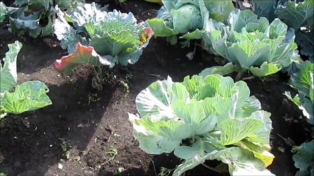КАК ВЫРАСТИТЬ БОЛЬШУЮ КАПУСТУ.Видео по запросу. смотреть онлайн