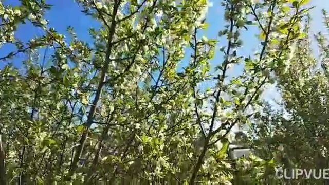 ЕСТЬ У КАЖДОГО РОДИНА МАЛАЯ...МОЙ САД..РАСЦВЕТАЮТ ЯБЛОНИ И СЛИВЫ... смотреть онлайн