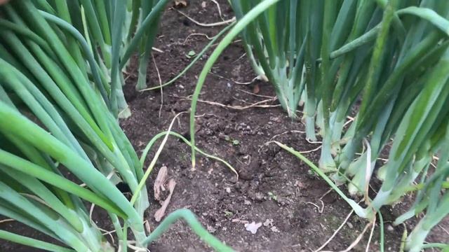 МНОГО ЛУКА НЕ БЫВАЕТ // Штутгартер, Эксибишен, Ростовский, Лук-порей смотреть онлайн