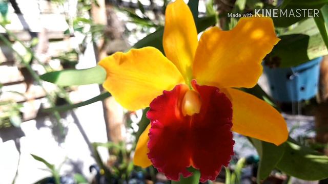 MINHA CATTLEYA Blc alma kee COM FLORES PERFEITAS. COMO FAZER SUA ORQUÍDEA TER FLORES POR MAIS TEMP смотреть онлайн