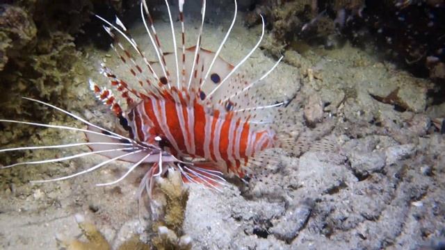 Couple de Pterois antennata, Rascasse volante à antennes смотреть онлайн