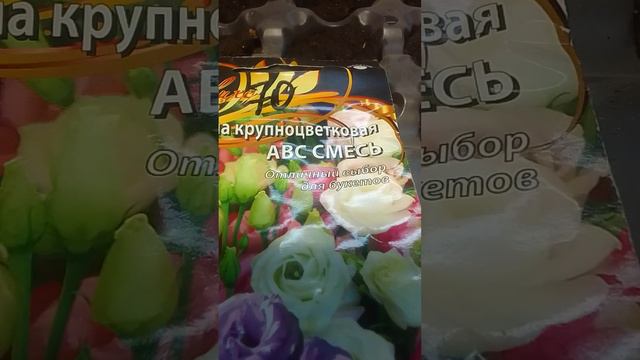 Сеем эустому. смотреть онлайн