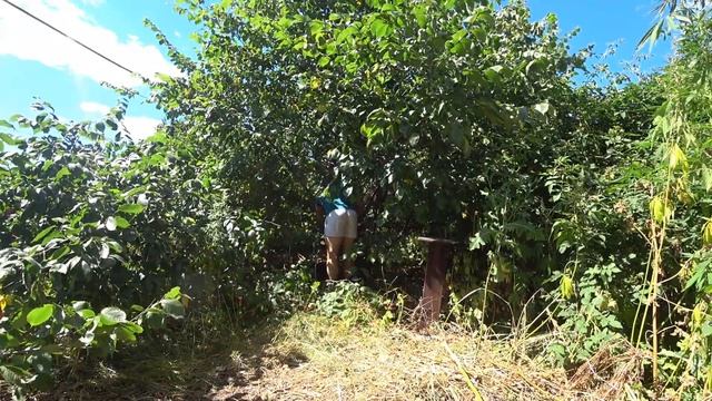 проект 30 соток, зачистка участка, обрезка деревьев (Часть первая) смотреть онлайн