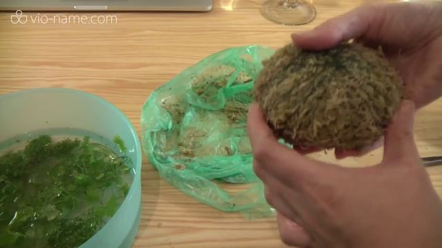 Ваби-куса своими руками