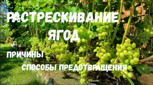 Растрескивание ягод. Причины. Способы предотвращения.