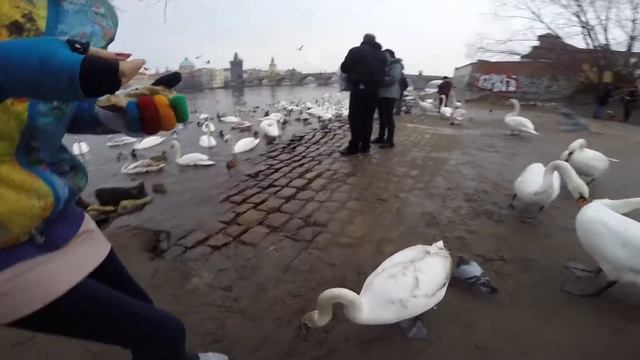 Гуси атакуют =) смотреть онлайн