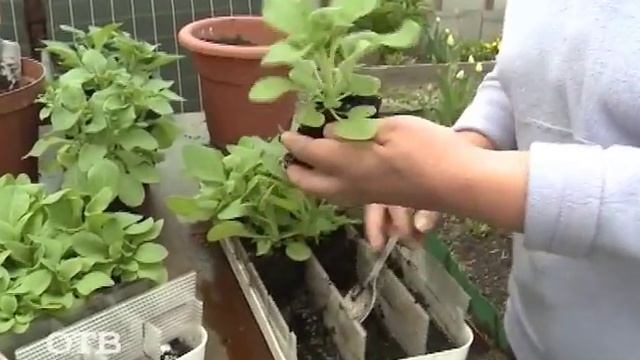 Дачники: как правильно ухаживать за цветами смотреть онлайн