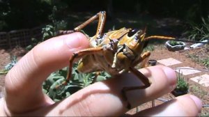 Нашествие саранчи. Подборка