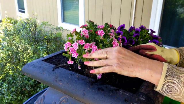 Planting Beautiful Superbells - Using A Water Reserve - No Green Thumb Needed