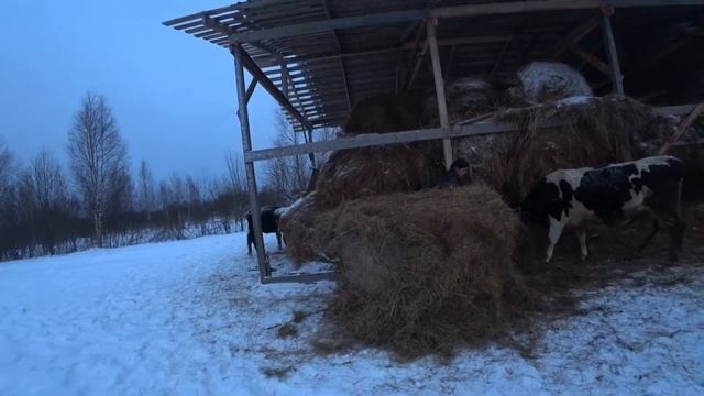 1 января в деревне. Новогодние праздники с коровками. смотреть онлайн