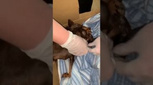 Роды Той терьера