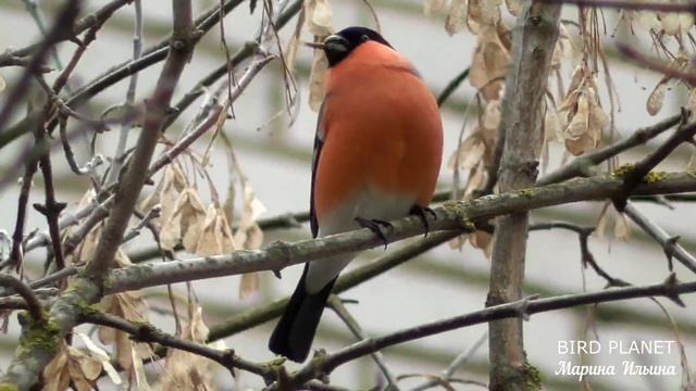Снегирь ест семена ясеня. смотреть онлайн