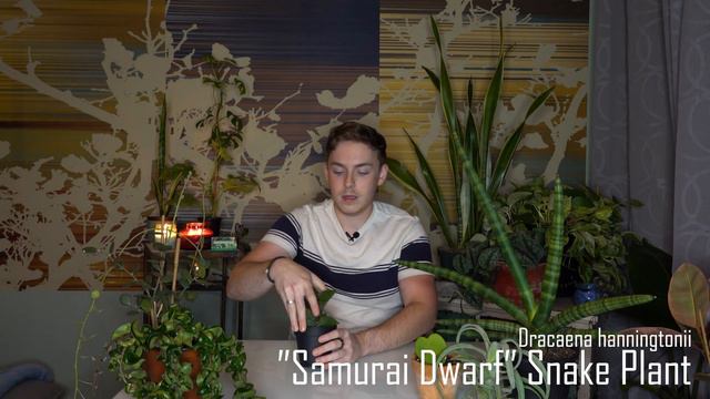 Strange Houseplants 🌿 | 11 Unique Houseplants!