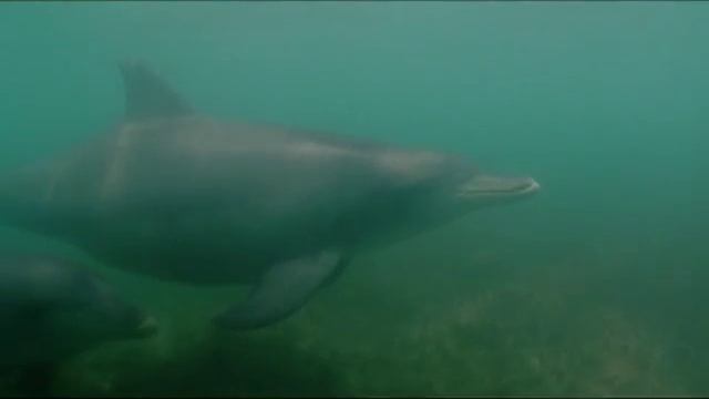 Дельфины Залива акул (The Dolphins of Shark) смотреть онлайн