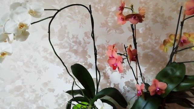Как добиться пышного цветения орхидей? Что нужно сделать? После этого #орхидеи цветут круглый год! смотреть онлайн